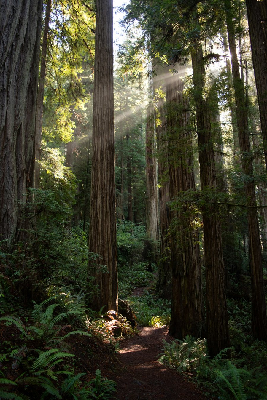 Tall redwood trunks and green forest understory