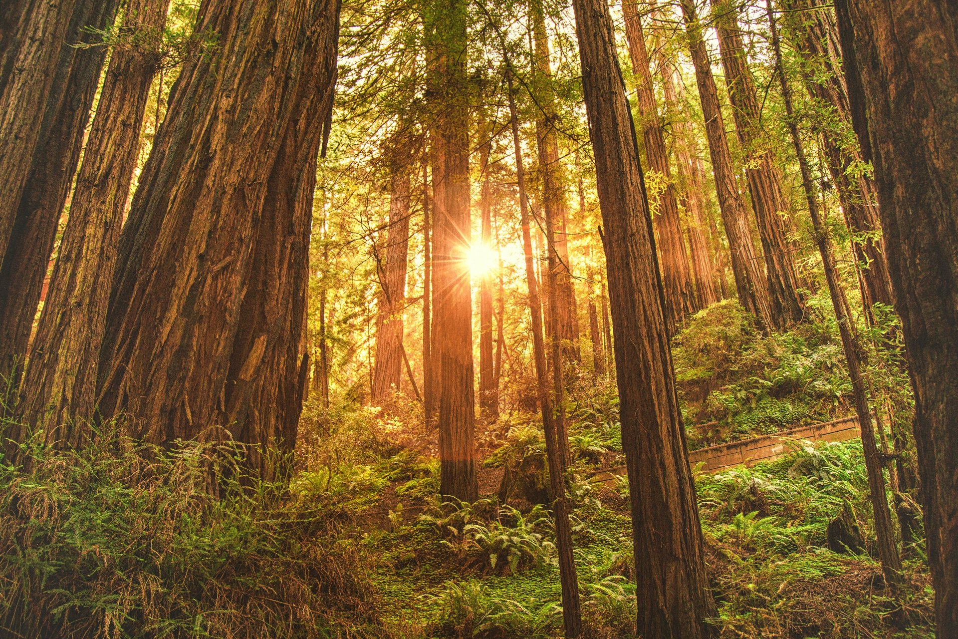 Sunlight filtering through a grove of towering redwoods